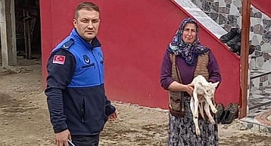 Tekkeköy'de Kuzu Seferberliği